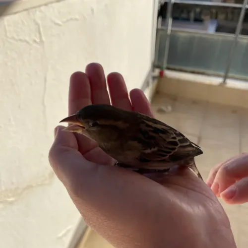 Sparrow