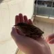 Sparrow