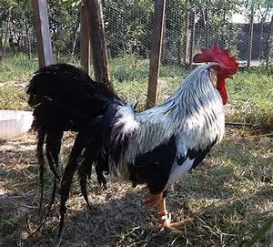 Adrenaline-fueled leaps