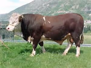 Motorcycle road trips