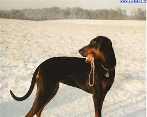 Egyptian pharaohs legacy