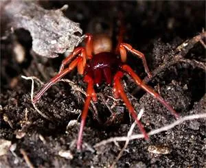 Western frontier legends