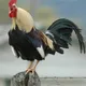 rtyhf