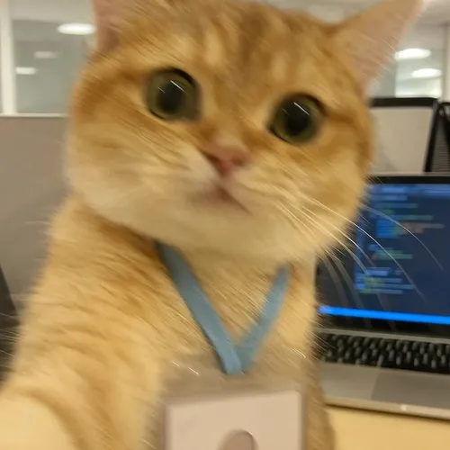 Meooo