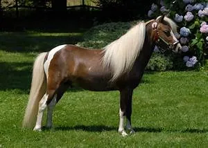 Cultural diversity celebration