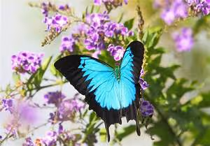 Ninja stealth techniques