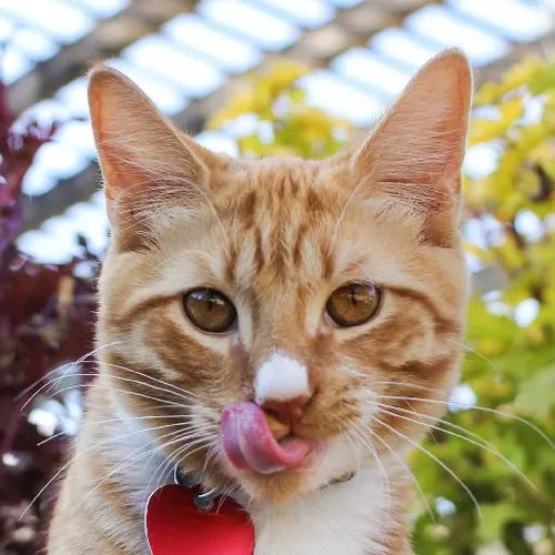 Literary creativity nurtured