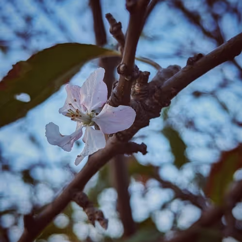 Bloom Sky