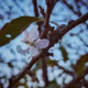 Bloom Sky