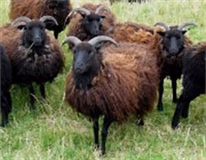 Oceanic wonders discovery