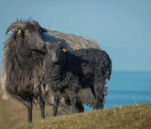 Yoga and meditation retreats