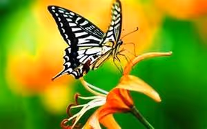 Cultural immersion homestays