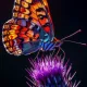 BeautyFLY