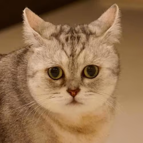 Gastronomic adventures abroad