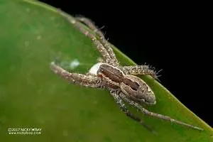 Summiting majestic peaks