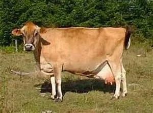 Tropical biodiversity wonders