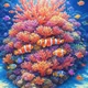 Coral