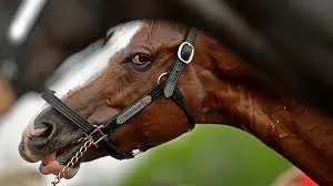 Cowboy life experiences