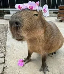 ádas