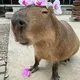 ádas
