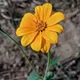 Sun Flower