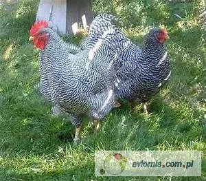 Medieval knights tales