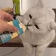 cats meme