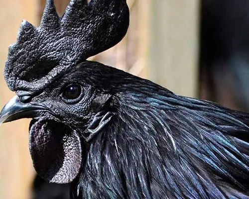 Dark Chicken