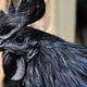 Dark Chicken