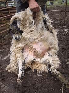 Hot air balloon rides