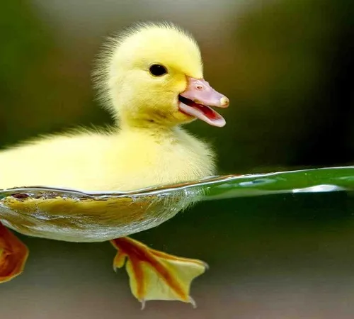 QUACK