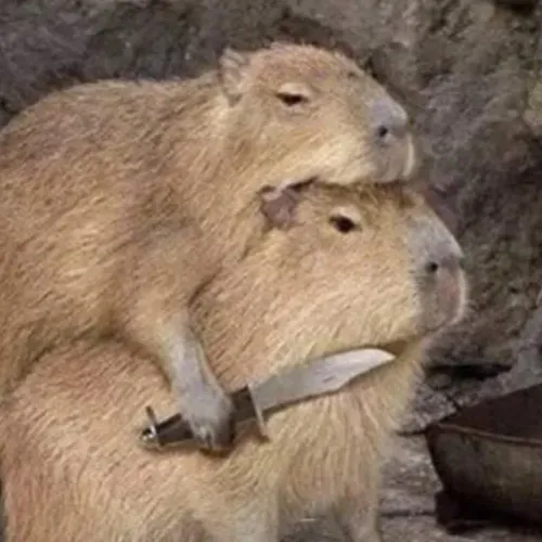 Somnia capybara