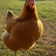Somnia Chiken