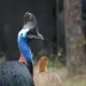 pet
