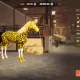 Cheetae