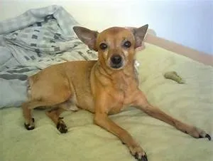 Skydiving thrill seekers