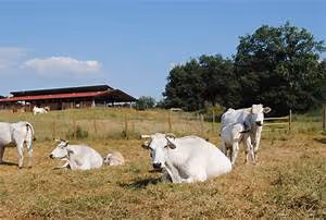 Castle accommodations abroad