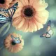somniaflower