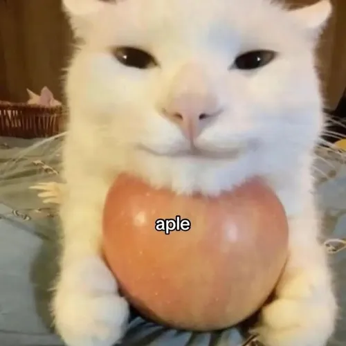 Saple