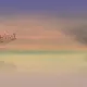 somnia