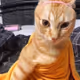 Sagyuiol