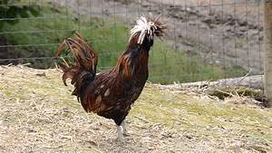 African safari adventures