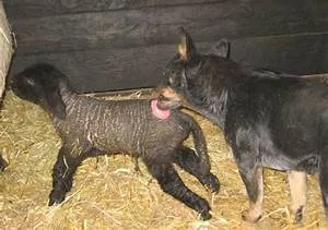 Global challenges tackled