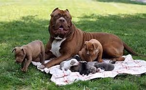 Mobile home adventures