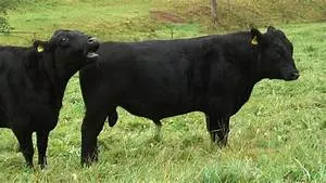 Cultural diversity celebration