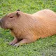 Capy