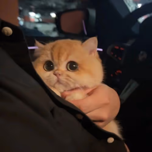 cat8