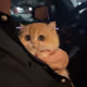 cat8