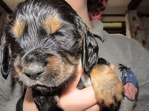 Medieval knights tales