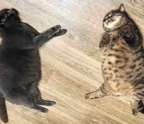Friendship